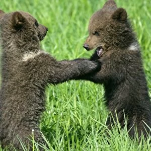 Brown Bear two cubs playing and brawling standing on hind legs Bavaria, Germany