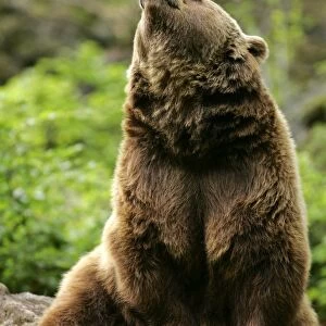 Brown Bear sitting on a rock looking in the sky daydreaming Bavaria, Germany