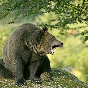 Brown Bear sitting on rock yawning Bavaria, Germany