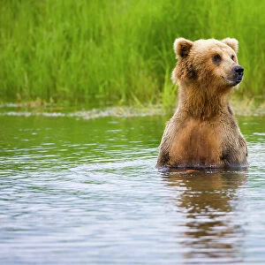 Brown Bear standing on Brooks River, Katmai National Park, Alaska, USA Date: 13-04-2021