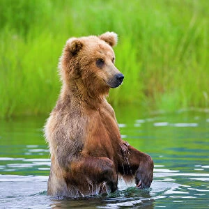 Brown Bear standing in Brooks River, Katmai National Park, Alaska, USA Date: 14-07-2012