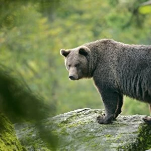 Brown Bear standing on rock in forest Bavaria, Germany
