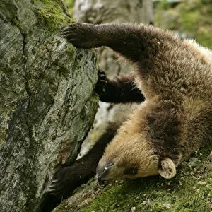 Brown Bear young one rolling around playfully on a rock Bavaria, Europe