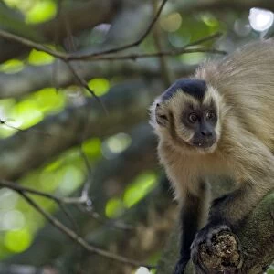 Brown Capuchin Monkey - Pantanal - Brazil