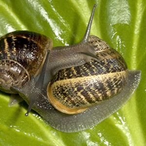 Brown Common Garden Snails - Mating pair UK garden