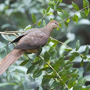 Brown Cuckoo-Dove /Brown Pigeon / Pheasant Pigeon - in a clearing in rainforest, Malanda, north Queensland, Australia. Distribution: eastern Australia and from Indonesia to the Philippines