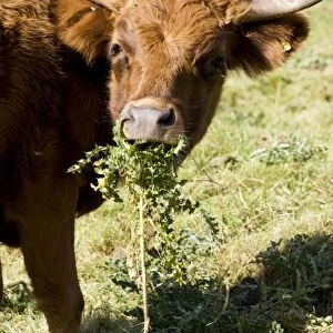 Brown Dexter Cow eating thistles in field Cotswolds UK