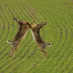 Brown / European Hare - Boxing in mating season, Austria