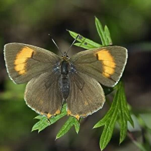 Brown Hairstreak Butterfly - resting on plant in garden, Lower Saxony, Germany