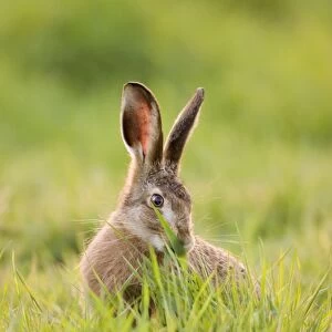 Brown Hare Feeding on Grass
