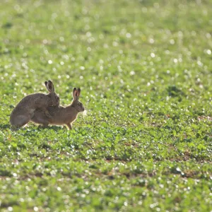 Brown Hare - mating Oxfordshire, UK, January