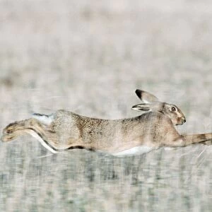 Brown Hare Running