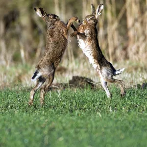 Brown Hares - boxing in field - Oxon - UK - February