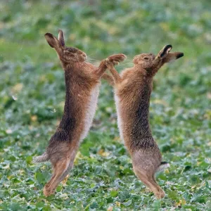 Brown Hares boxing in Oxordshire February