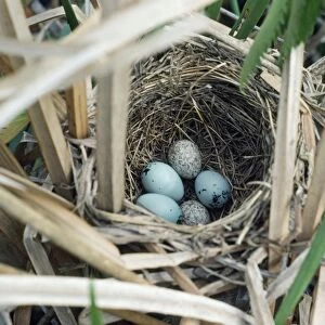 Brown-headed Cowbird - 2 eggs in Red-winged Blackbird's nest