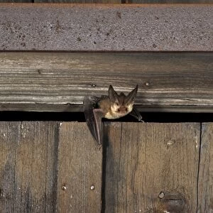 Brown long-eared Bat - flying out of a barn - July - Swiss Jura - Switzerland