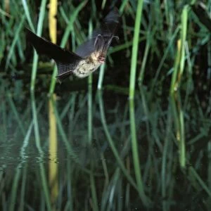 Brown Long-eared / Common Long-eared / Long-eared Bat - In flight over a pond Swiss jura, Switzerland Distribution: UK, Europe to NE China, Korea, Japan
