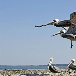 Brown Pelican- 2 flying over small flock on sand spit. Florida panhandle, Florida USA