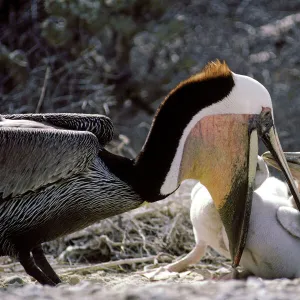 Brown Pelican - adult feeding chicks - Photographed off Baja California - Mexico