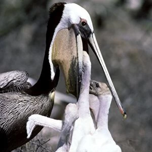 Brown Pelican - adult feeding chicks - Baja California - Mexico