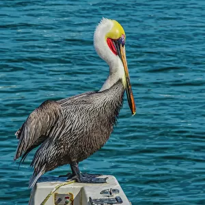 Brown pelican, Cabo San Lucas, Baja Mexico. Date: 14-01-2021