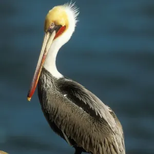 Brown Pelican FG 11944 Non-breeding adult, North America. Pelecanus occidentalis © Francois Gohier / ardea. com Brown Pelican FG 11944 Non-breeding adult, North America. Pelecanus occidentalis © Francois Gohier / ardea. com