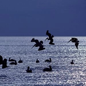 Brown Pelican - fishing at sunrise in the Sea of Cortez (Gulf of Mexico) - Near Ligui - Baja California South - Mexico