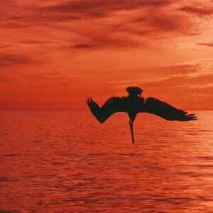 Brown Pelican - in flight diving for fish at sunset - California coast - USA