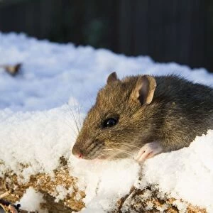 Brown Rat - Adult brown rat in the snow. England, UK
