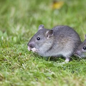 Brown Rat / Common Rat - two baby animals feeding on birdseed in garden - Lower Saxony - Germany