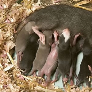 Brown Rat - suckling young
