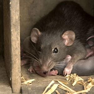 Brown Rat - with young