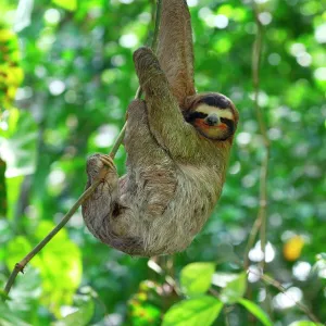 Brown-throated Three-toed Sloth - Hanging from tree. Cahuita National park -Atlantic Ocean - Costa Rica