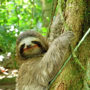 Brown-throated Three-toed Sloth - Hanging from tree. Cahuita National park -Atlantic Ocean - Costa Rica