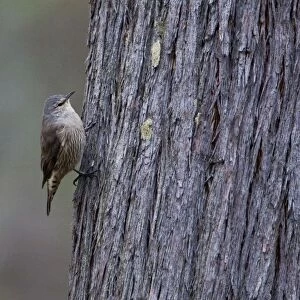 Brown Treecreeper In woodland near Lexton, Victoria, Australia
