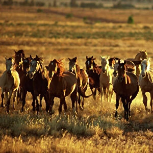 Brumbies (Wild horses) introduced by settlers from the late 18th century have a disastrous impact on the environment, Kakadu National Park (World Heritage Area), Northern Territory, Australia JPF18894