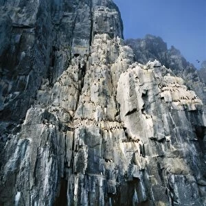 Brunnich's Guillemots / Murre Nesting on cliffs, Spitzbergen, Norway