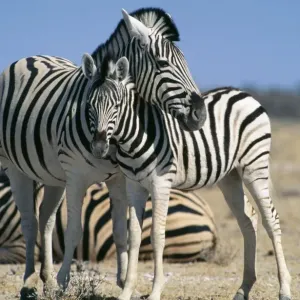 Buchell's Zebra - with young Etosha National Park, Namibia, Africa Buchell's Zebra - with young Etosha National Park, Namibia, Africa