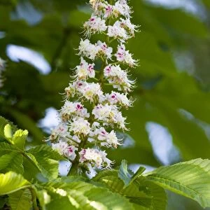 Buckeyes / Horse Chestnuts - spring flowers