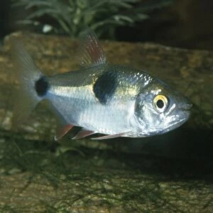 Bucktooth Tetra Fish Amazon