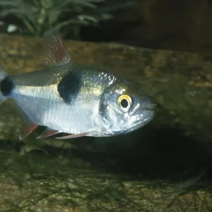 Bucktooth Tetra Fish Amazon