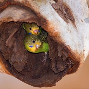 Budgerigar - two almost fledged juvenile Budgerigars sitting in their nest in a hollow eucalypt tree looking curiously in the world - Western Australia, Australia