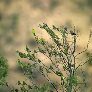 Budgerigar - Flock in tree - Far western New South Wales, Australia, Australia, introduced to southeastern United States JPF45810