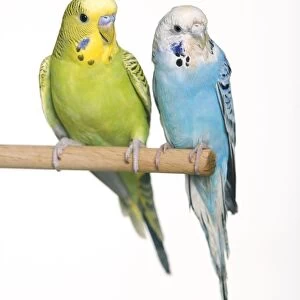 Budgerigar - two on perch