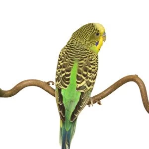 Budgerigars - on perch - backview