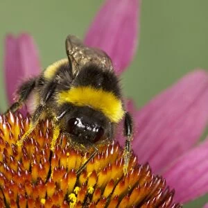 Buff-tailed Bumblebee - feeding on Echinacea Flower Bombus terrestris Essex, UK IN000829