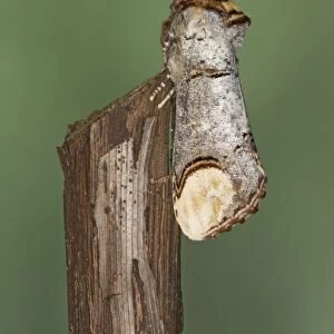 Buff-tip Moth - Essex, UK IN000890