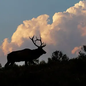 Bull elk or wapiti silhouetted on ridge at sunrise, Yellowstone National Park, Wyoming Date: 04-10-2021 Bull elk or wapiti silhouetted on ridge at sunrise, Yellowstone National Park, Wyoming Date: 04-10-2021