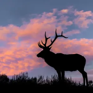 Bull elk or wapiti silhouetted on ridge top, Yellowstone National Park, Wyoming Date: 06-10-2021 Bull elk or wapiti silhouetted on ridge top, Yellowstone National Park, Wyoming Date: 06-10-2021