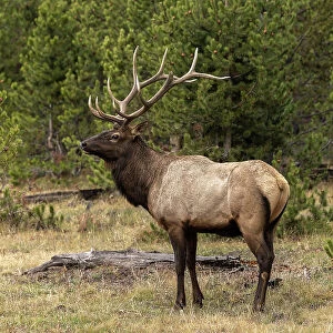 Bull elk or wapiti, Yellowstone National Park, Wyoming Date: 08-10-2021